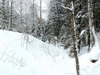 Овраг в Дендропарке (Дмитрий Зонов)