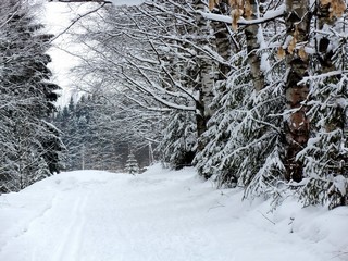 В Дендропарке (Дмитрий Зонов)