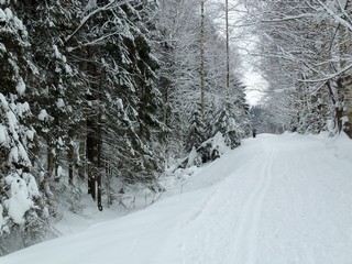 Аллея в Дендропарке (Дмитрий Зонов)