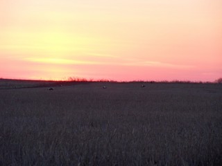 Тетеревиный ток (Serg Nikiforov)