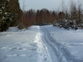 Тропинка к р.Вятке (Дмитрий Зонов)