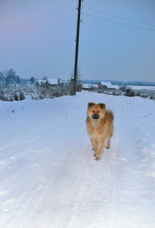 собака из деревни Труд Пчела (Борис Бусоргин)