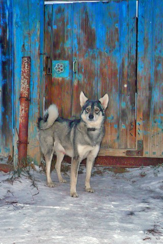 Сторож Рекс. Деревня ТрудПчела (Борис Бусоргин)