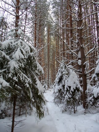 Лесная тропинка (Дмитрий Зонов)