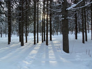 Кедровые тени (Дмитрий Зонов)