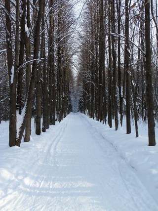 Липовая аллея (Дмитрий Зонов)