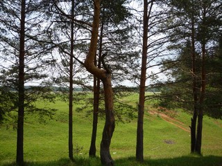 Ручей рядом с р. Белая Холуница 2011 (bokax)