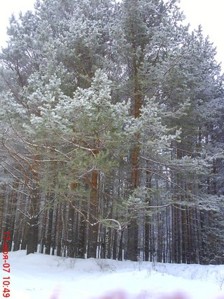 Winter forest, Kichier Lake, Mari El (aminat)