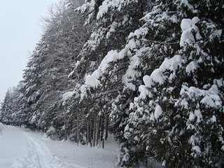 Лесничество (Andrey Nikolskiy)