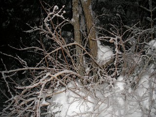 Лесничество ночь (Andrey Nikolskiy)