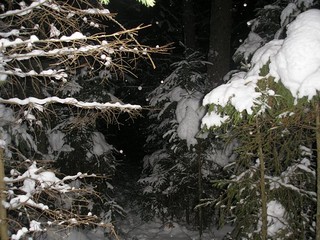 Лесничество ночь (Andrey Nikolskiy)