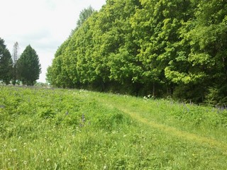 Лянгасово, Лесничество (Andrey Nikolskiy)