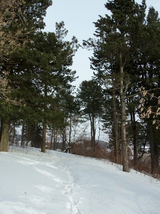 Кедры на склоне городища (Дмитрий Зонов)