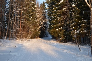 лес (Евгений Ананьев)