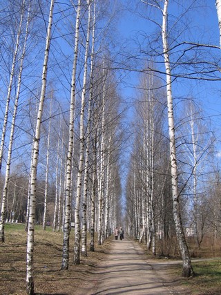 Березовый строй (Михаил Ревин)