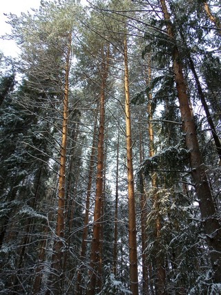 Бор у Машкачей (Дмитрий Зонов)