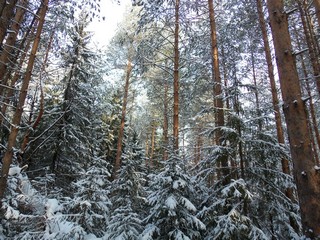 Бор, вершины (Дмитрий Зонов)