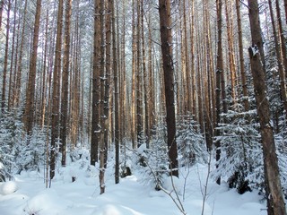 Бор, еловая поросль (Дмитрий Зонов)