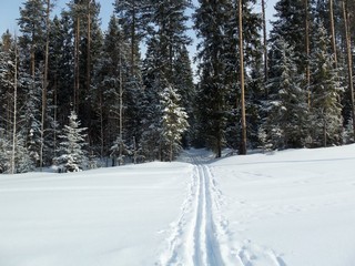 Лыжня зовёт (Дмитрий Зонов)