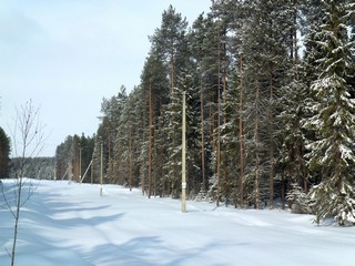 Просека ЛЭП (Дмитрий Зонов)