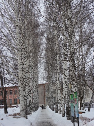 Аллея в санатории (Serg Nikiforov)