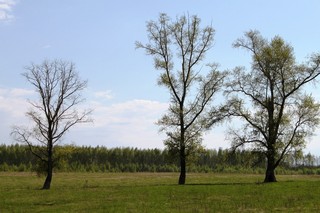 Тополя в Костенках (Lamut)