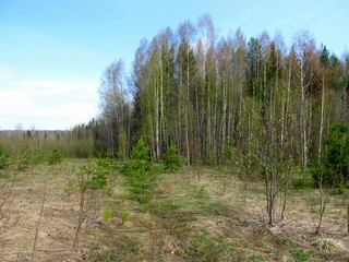 Заброшенная дорога Сыпрыги-Степанки (Дмитрий Зонов)