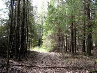 Лесная дорога (Дмитрий Зонов)