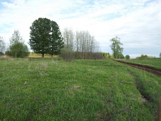 Два кедра в ур. Пашковы (Pavel Ermolaev)