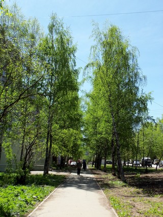 Майские берёзы на Ердякова (Дмитрий Зонов)