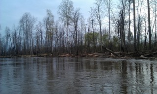 river small Kokshaga (flood) (Alexander Kapustin)