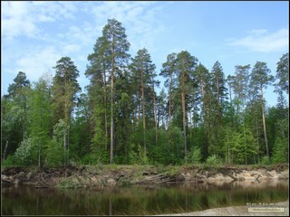 р. Малая Кокшага (в районе дороги от д. Таир до д. Шимшурга). Марий Эл. Россия. 2012 г. (Alex Van Shumm)