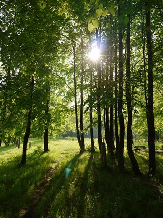 солнышко (Никита Боков)