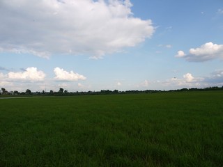 Луга... (Никита Боков)