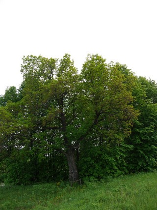 Дуб (Никита Боков)