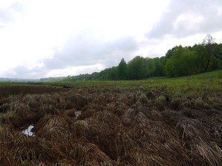 Заливные луга (Никита Боков)