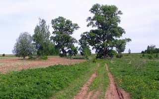 Бывшие Родыгинцы (Алексей Князев)