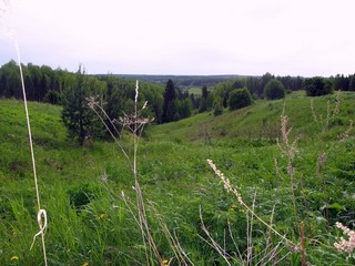 Вид на леса у Родыгинцев (Алексей Князев)