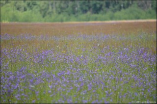 луг (offroadkazan)