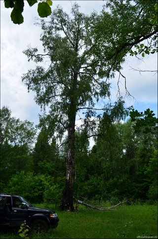 берёза (offroadkazan)