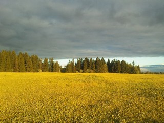 Лянгасово, Лесничество (Andrey Nikolskiy)