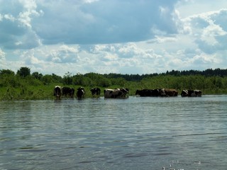Водопой (Дмитрий Зонов)