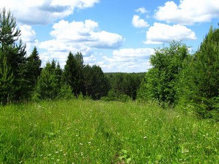 Дорога Зоновщина-Великорецкое (заброшена) (Дмитрий Зонов)