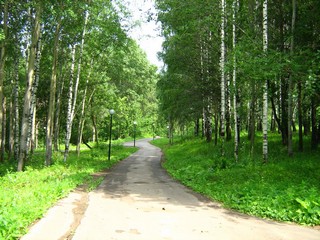 Лыжероллерная трасса (Дмитрий Зонов)