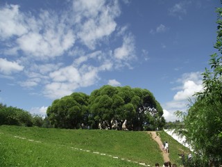 Деревья (Andrey Ivashchenko)