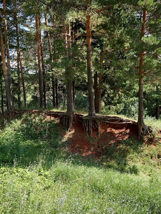 обнаженные корни (ua4wax)