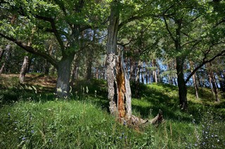 гнилое дерево (ua4wax)