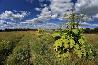 Колеговы (Денис Логиновский (denlog))