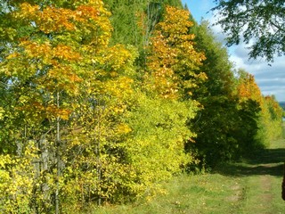 Дендрапарк (solfir)