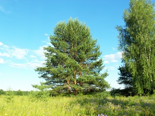 Сосна многоствольная (Дмитрий Зонов)